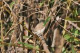 20061011_Kleine Spotvogel_Maasvlakte